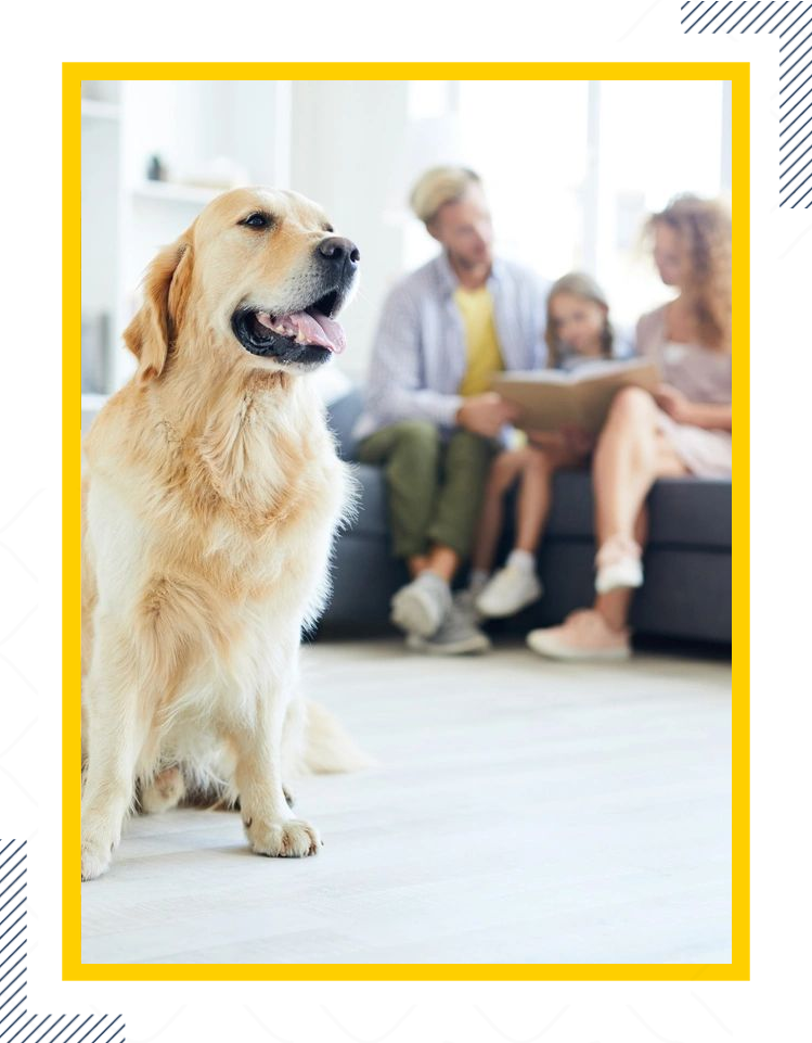 A dog sitting on the floor in front of people.